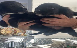 English Springer Spaniel dogs for sale: 2 beautiful english springer spaniels  - Image 8