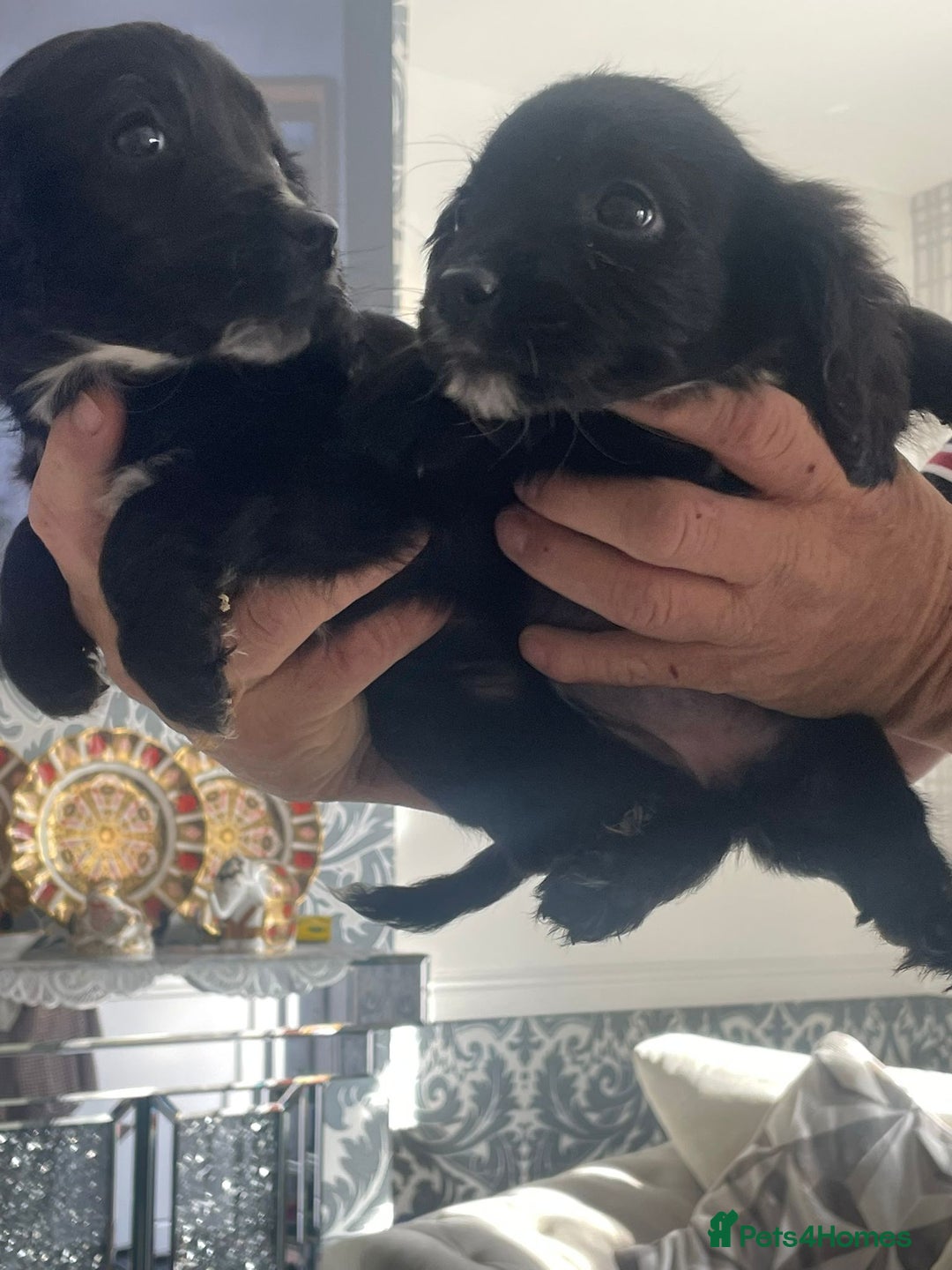 English Springer Spaniel dogs for sale: 2 beautiful english springer spaniels  - Image 8