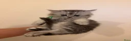 Mixed Breed cats for sale:  Persian mix kittens  in Bradford - Advert 34