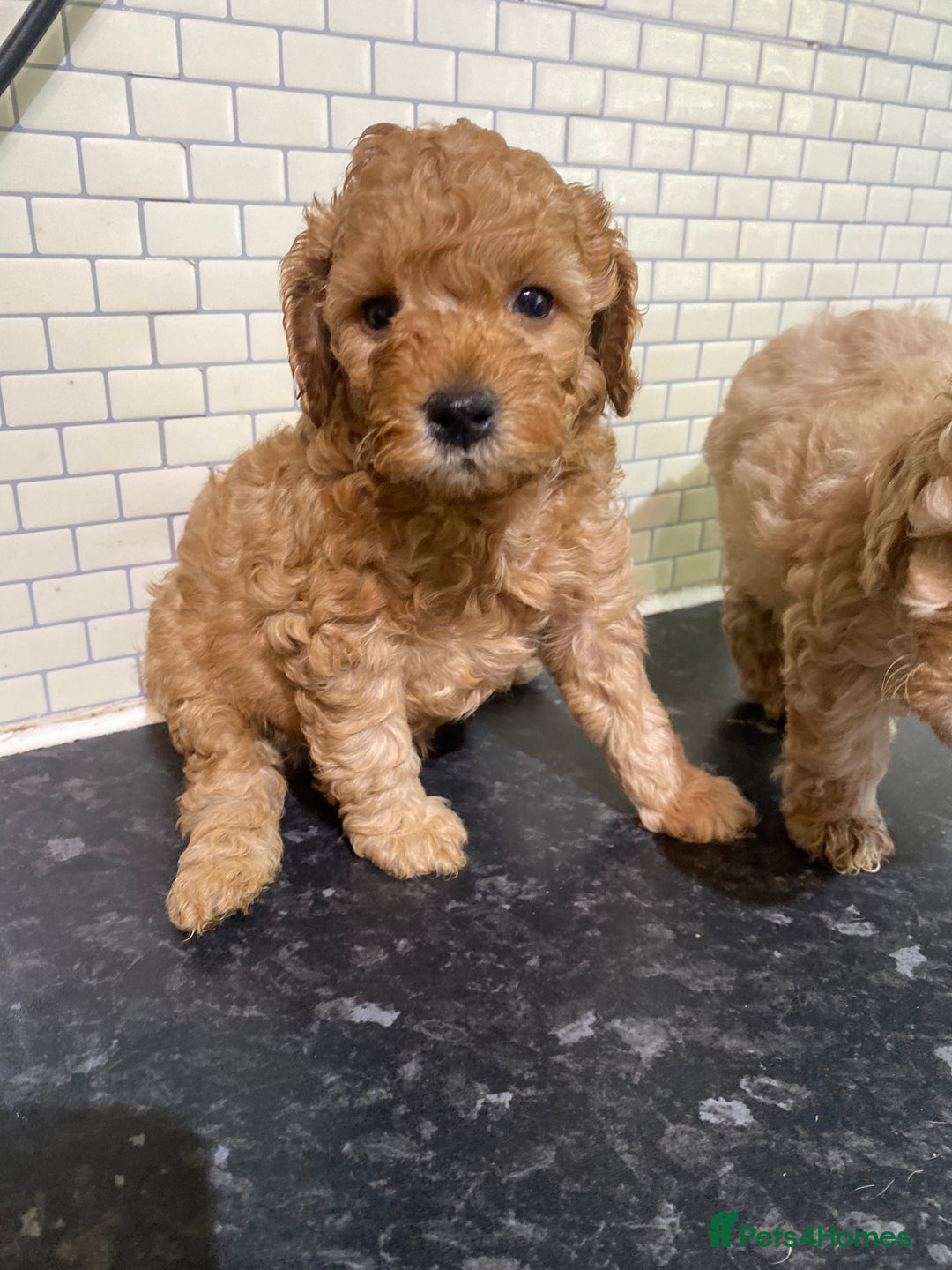 Toy Poodle dogs for sale: Toy Poodle Pups 5 🌟 Council License  - Image 7