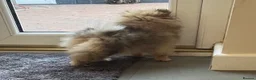 Pomeranian dogs for sale: Pomeranian puppy - Advert 9