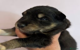 Border Collie dogs for sale: Border Collie Pups  - Image 3