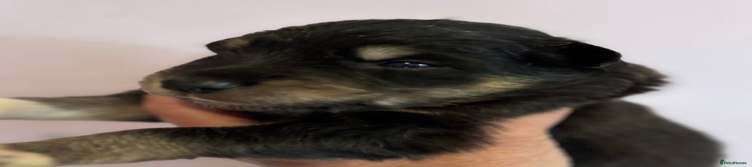 Border Collie Puppy 1