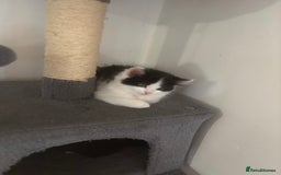 Mixed Breed cats for sale: 4 female kitten  - Image 7