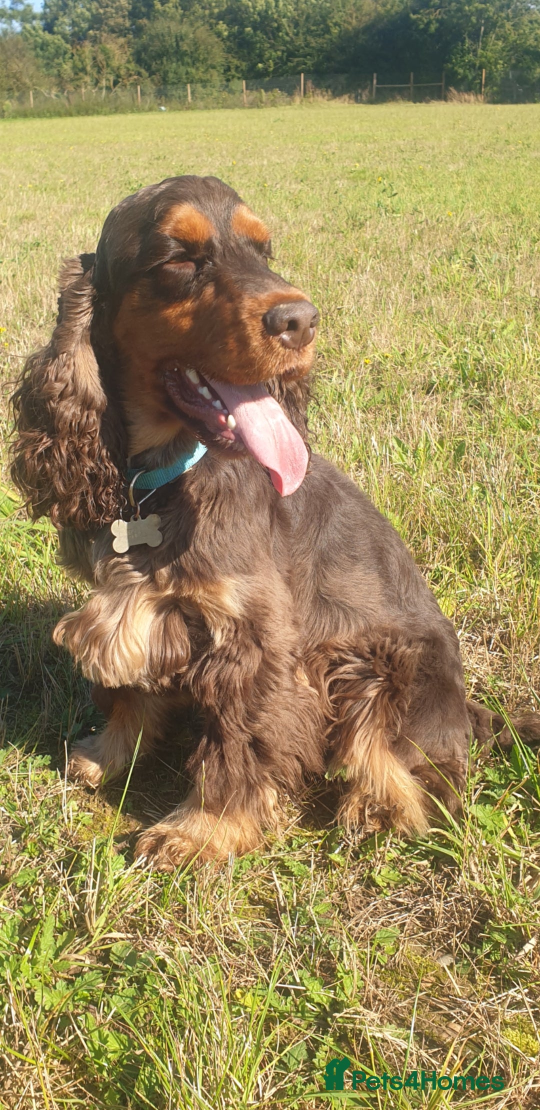 Cocker Spaniel dogs for stud: SHOW COCKER SPANIEL 🐕 health tested stud  in Brentwood - Advert 12