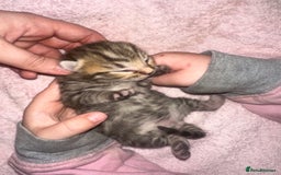 Bengal cats for sale: Stunning bengal x bsh kittens  - Advert 19