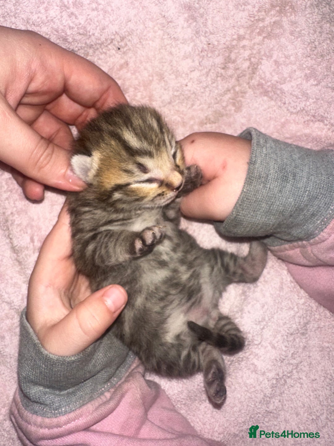 Bengal cats for sale: Stunning bengal x bsh kittens  - Advert 19