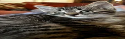 Mixed Breed cats for sale: Beautiful Family-Raised Kittens in Leicester - Advert 4