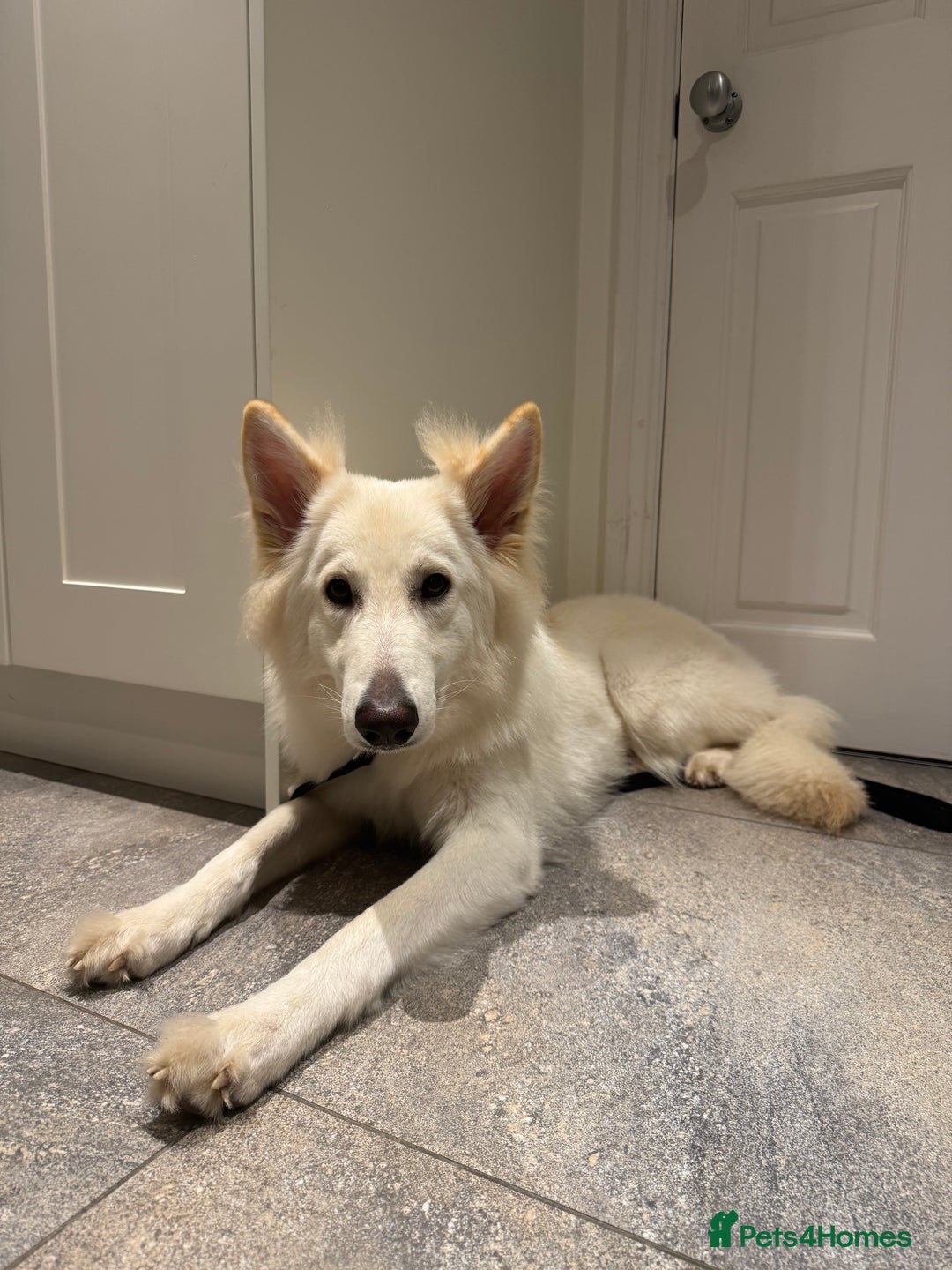 German Shepherd dogs for sale: Huge Potential Shepherd for the Right Home - Advert 7