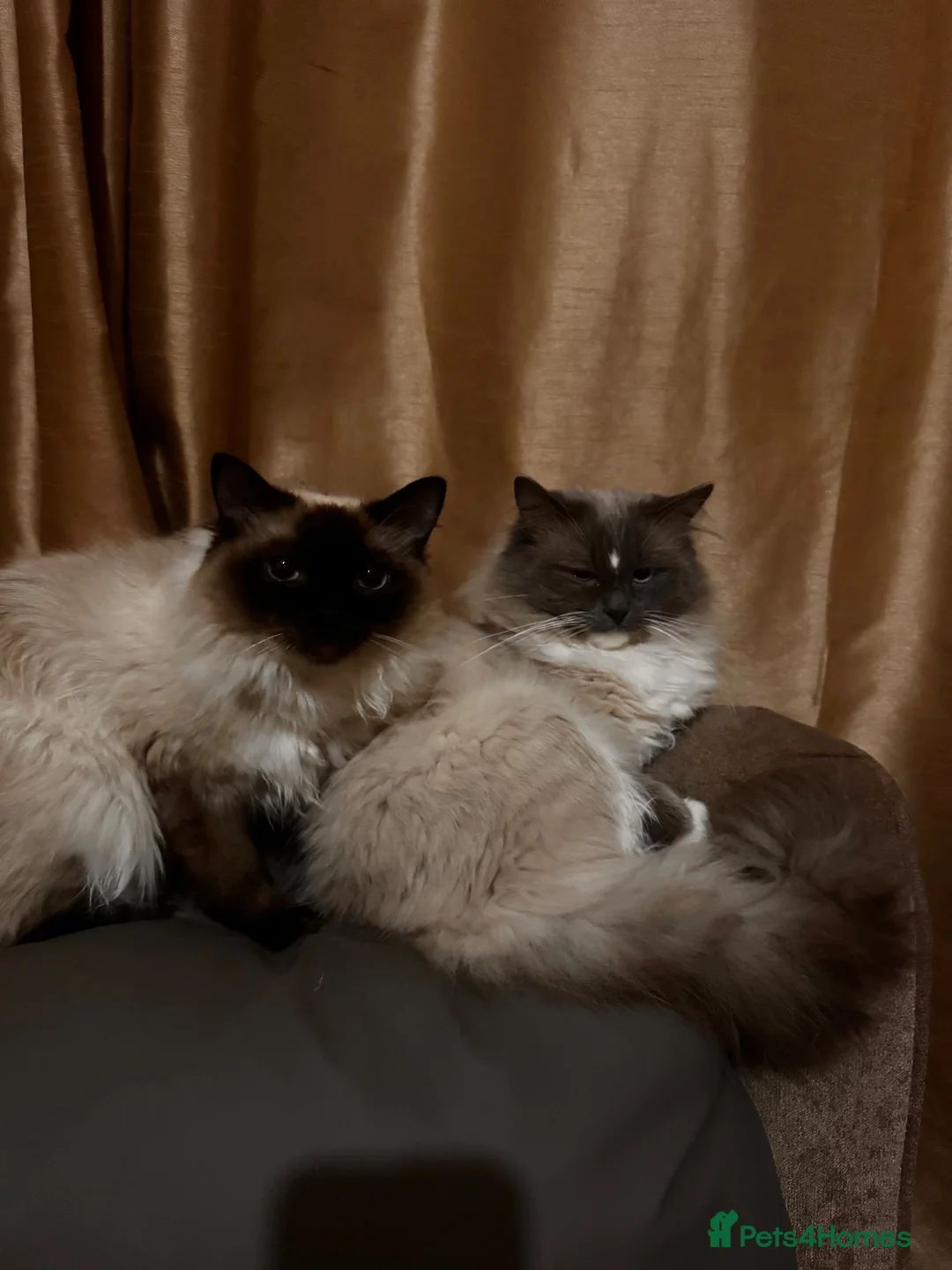 Ragdoll cats for adoption: 1 year old female Seal point Ragdoll  - Advert 2