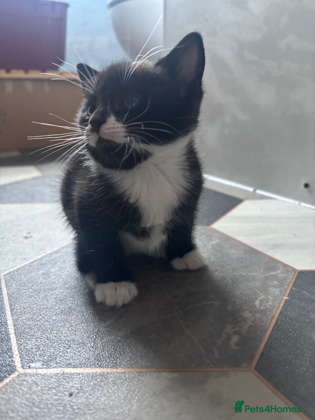 Mixed Breed cats for sale: Adorable Kittens for Sale  - Advert 10
