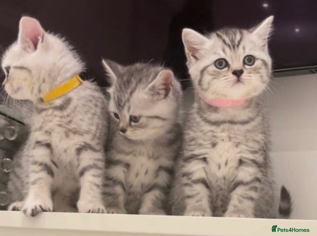 British Shorthair cats for sale: Champion Line Gorgeous BritishShortHair Kittens 🩷 - Image 4
