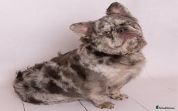 French Bulldog dogs for sale: Fabulous male fluffy frenchie 1.5 years old - Image 2