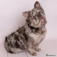 French Bulldog dogs Fabulous male fluffy frenchie 1.5 years old - Advert 3