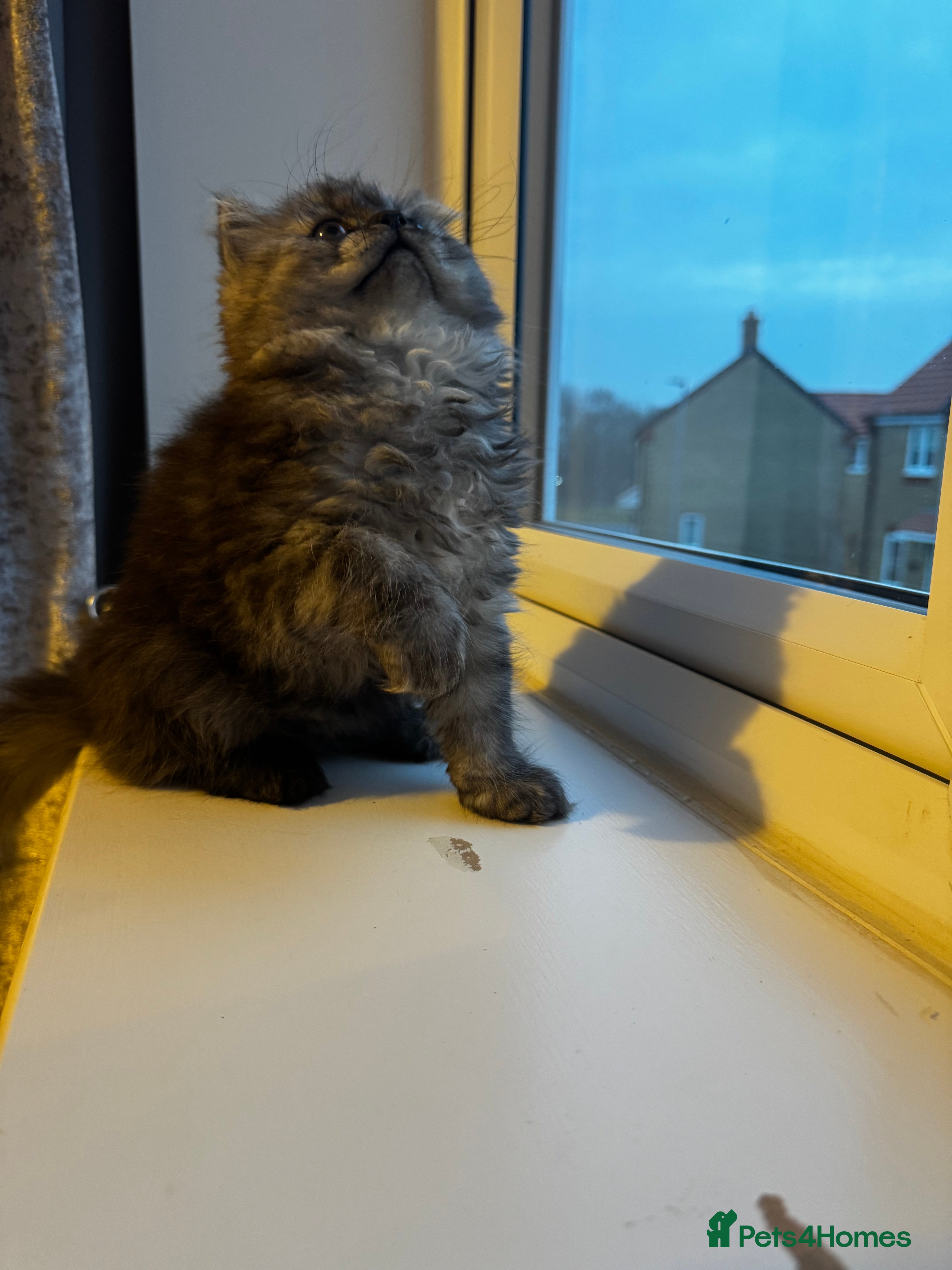 Persian cats Doll face persian - Advert 1