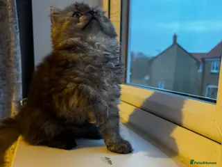 Persian cats Doll face persian - Advert 1