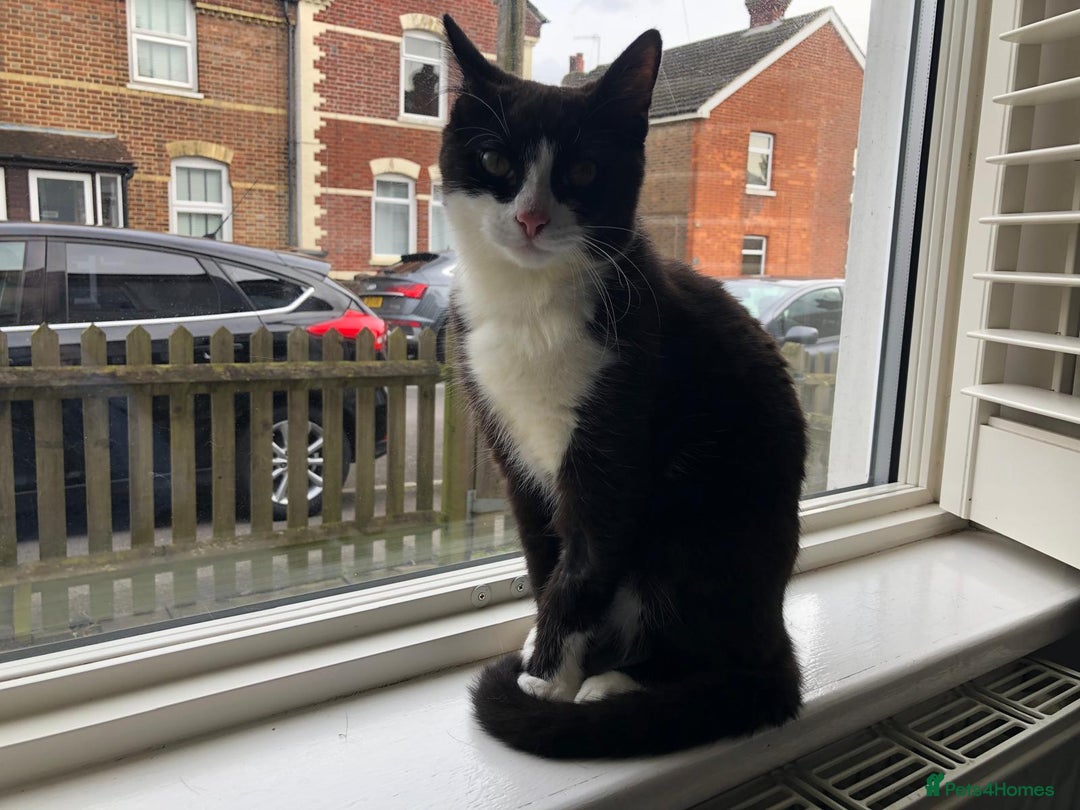 Domestic Shorthair cats for sale: Black & white short hair cat - Advert 1