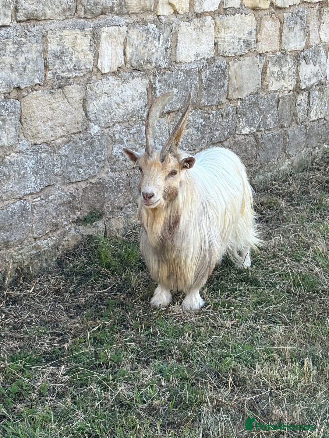 Goats livestock for sale: Small pygmy billy - Advert 1