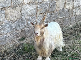 Goats livestock Small pygmy billy - Advert 7