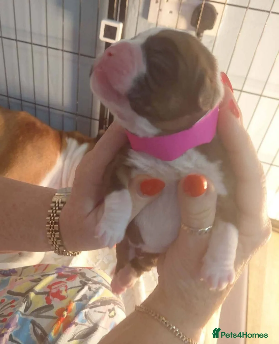 Boxer dogs for sale: Mr simon lee - Advert 2