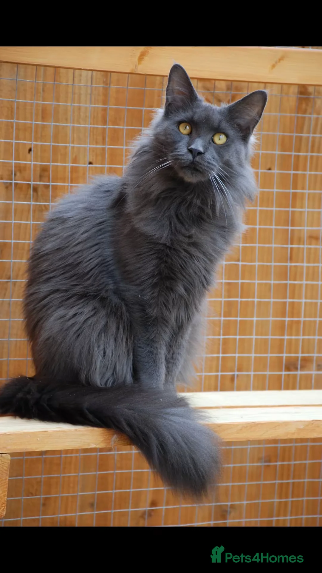 Maine Coon cats for sale: TICA Maine Coon stunning female girl black shaded  - Advert 6