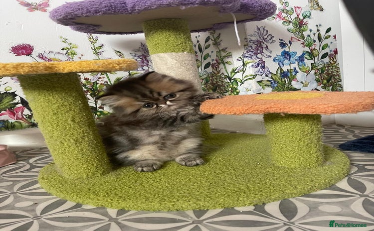 Persian cats - Advert 7