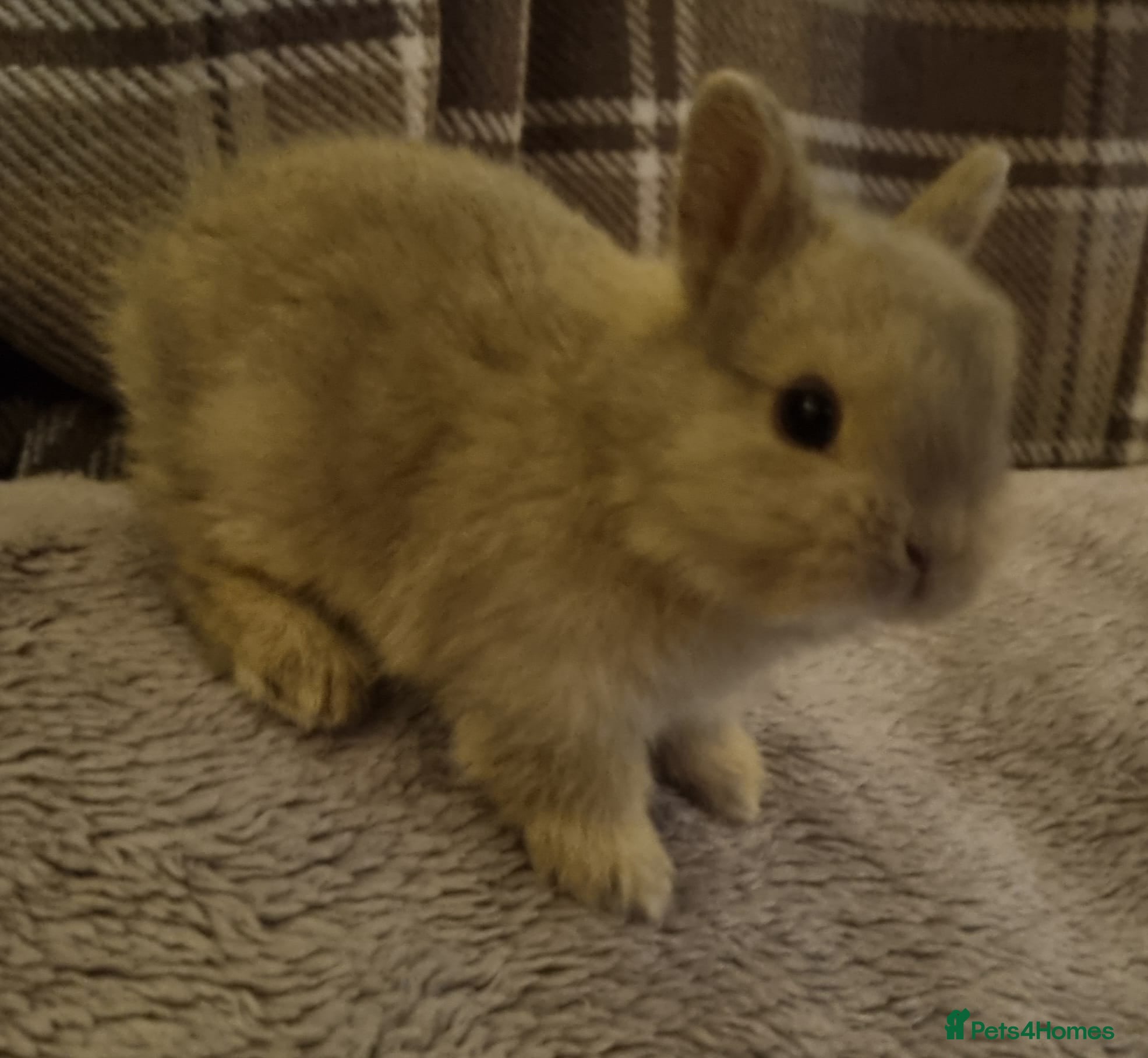 Netherland Dwarf rabbits Baby Pure Bred Netherland Dwarf - Agouti Female - Advert 5