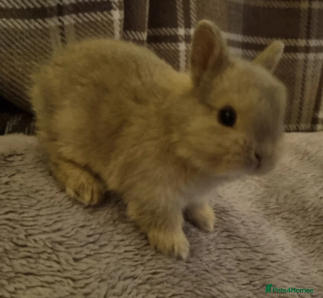 Netherland Dwarf rabbits for sale: Baby Pure Bred Netherland Dwarf - Agouti Female - Advert 1