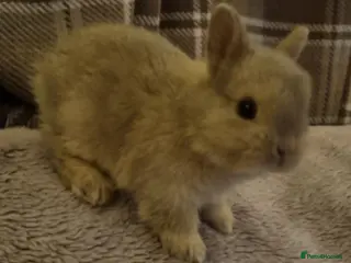 Netherland Dwarf rabbits Baby Pure Bred Netherland Dwarf - Agouti Female - Advert 5