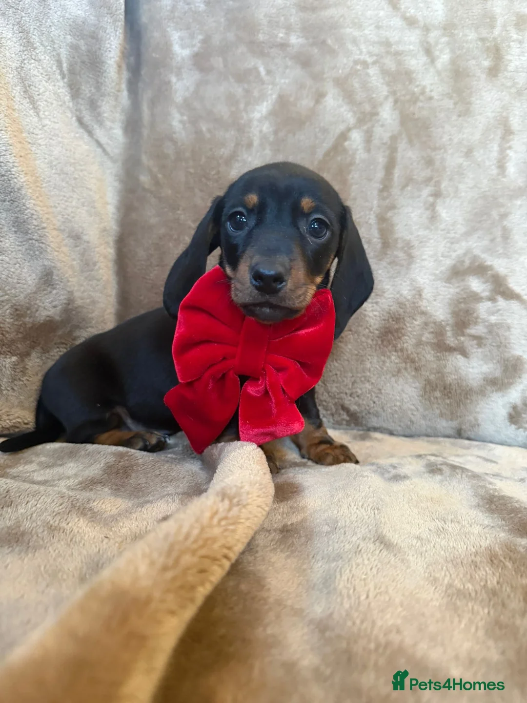 Miniature Dachshund dogs for sale: KC Reg TINY Miniatures from Kaninchen parents  - Advert 13