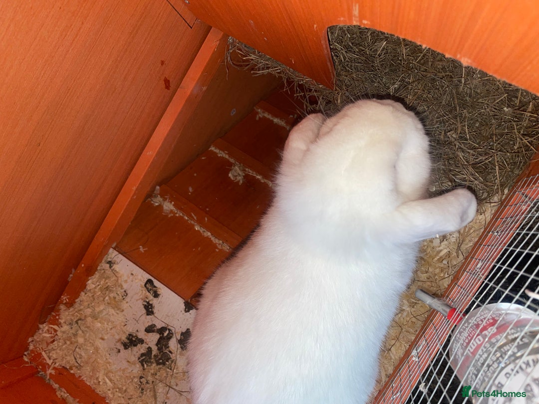 Dutch rabbits for sale: All mixed rabbits £60 each open to offers  - Advert 2