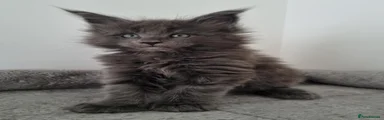 Maine Coon 1