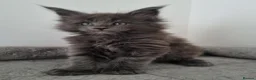 Maine Coon cats for sale: King size Purebred Maine Coon kittens  in Glasgow - Advert 7