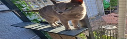 Russian Blue cats for stud: GCCF Active and TICA Registered Experienced Stud  in Stanford-le-Hope - Advert 3