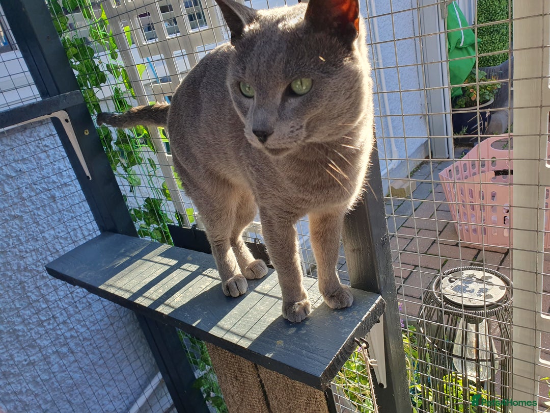 Russian Blue cats for stud: GCCF Active and TICA Registered Experienced Stud  in Stanford-le-Hope - Image 3