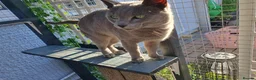 Russian Blue cats for stud: GCCF Active and TICA Registered Experienced Stud  in Stanford-le-Hope - Advert 3