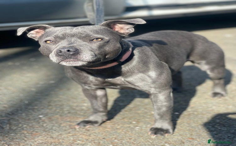 Staffordshire Bull Terrier dogs - Advert 2