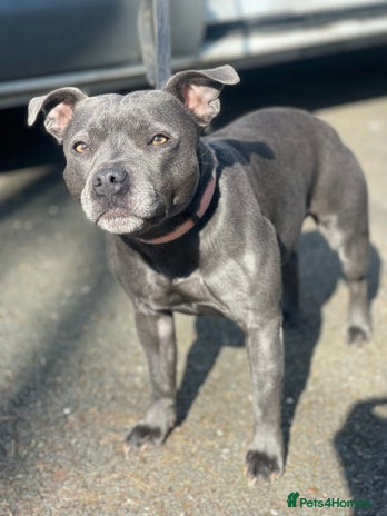Staffordshire Bull Terrier dogs - Advert 13