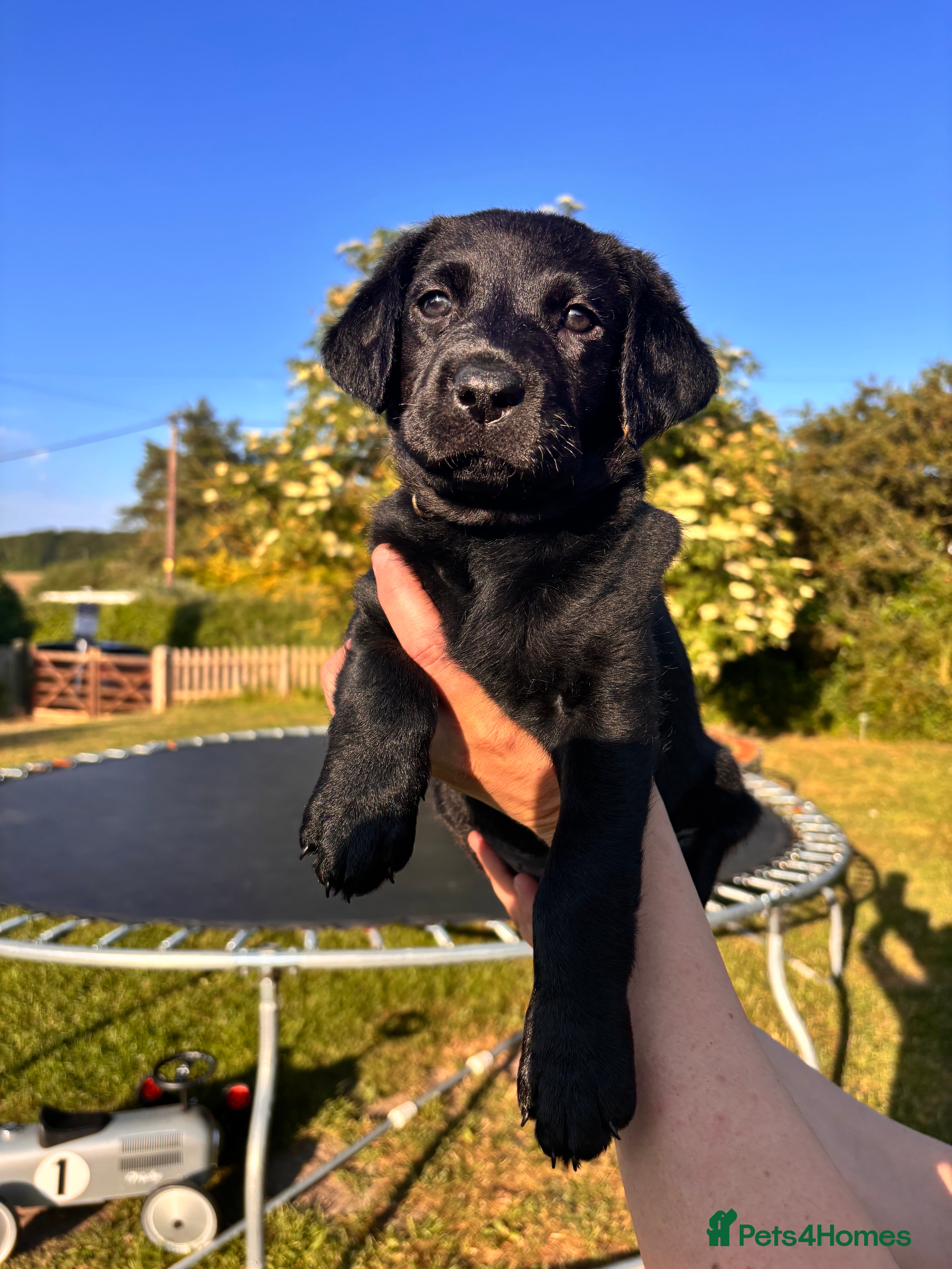Labrador Retriever dogs for sale: 8 beautiful Black Labrador puppies for sale  - Advert 7