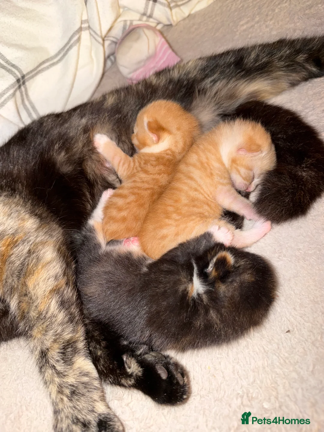 British Shorthair cats for sale: Kittens  in Congleton - Advert 8