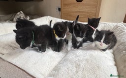 Ragdoll cats for sale: Ragdoll X kittens - Image 2