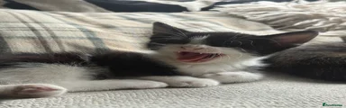 Black and white kitty