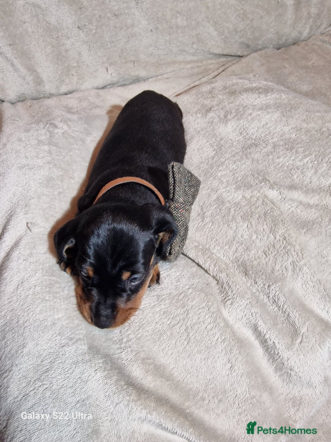 Miniature Dachshund dogs for sale: Champion bloodlines excellent quality KC miniature - Advert 33