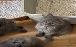Maine Coon cats for sale: Gccf reg Maine coon kittens - Image 6