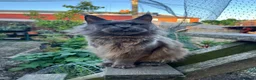 Maine Coon cats for sale: ⭐️Beautiful Maine Coon Kittens⭐️ - Advert 30