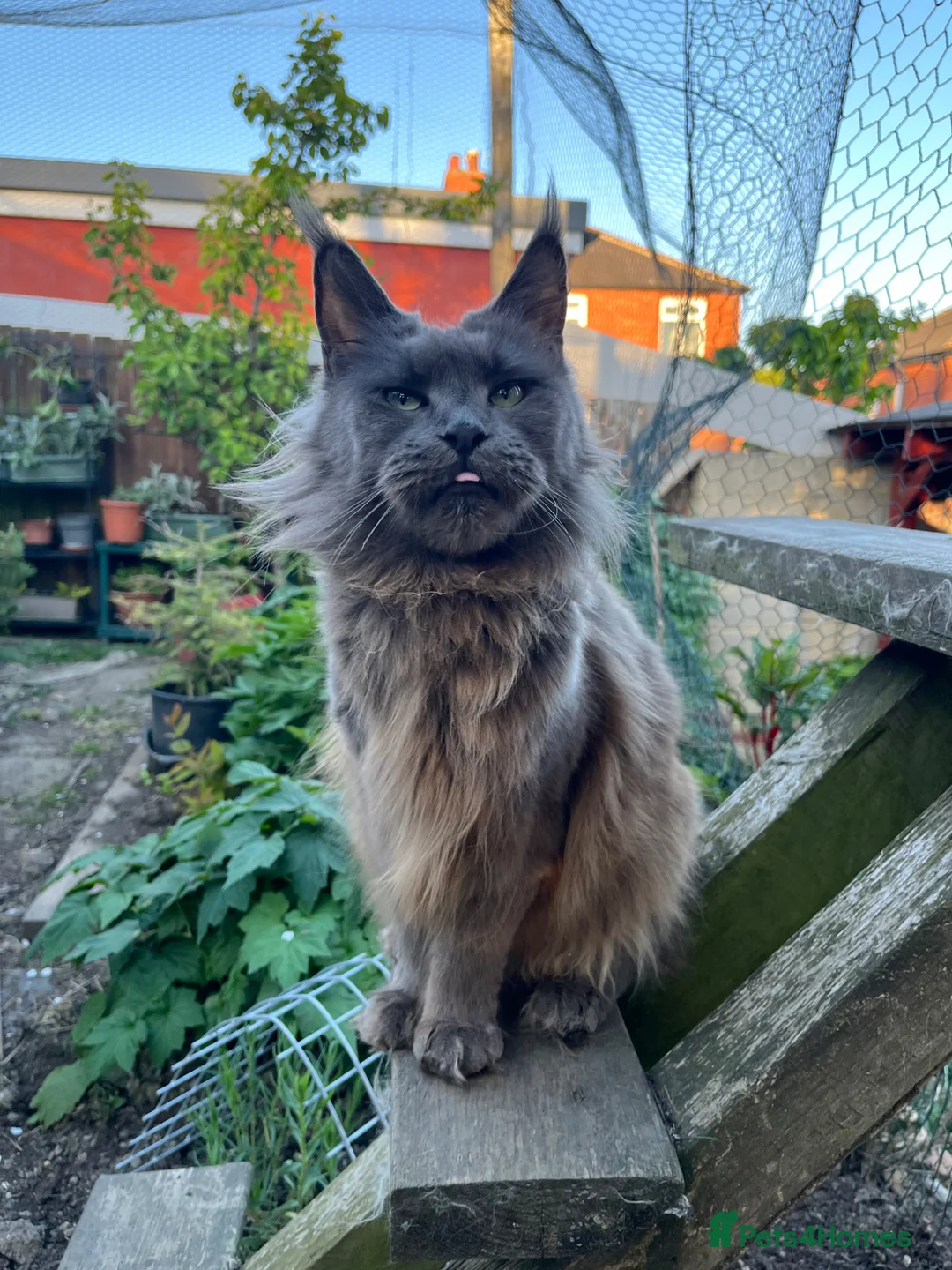 Maine Coon cats for sale: ⭐️Beautiful Maine Coon Kittens⭐️ - Advert 30