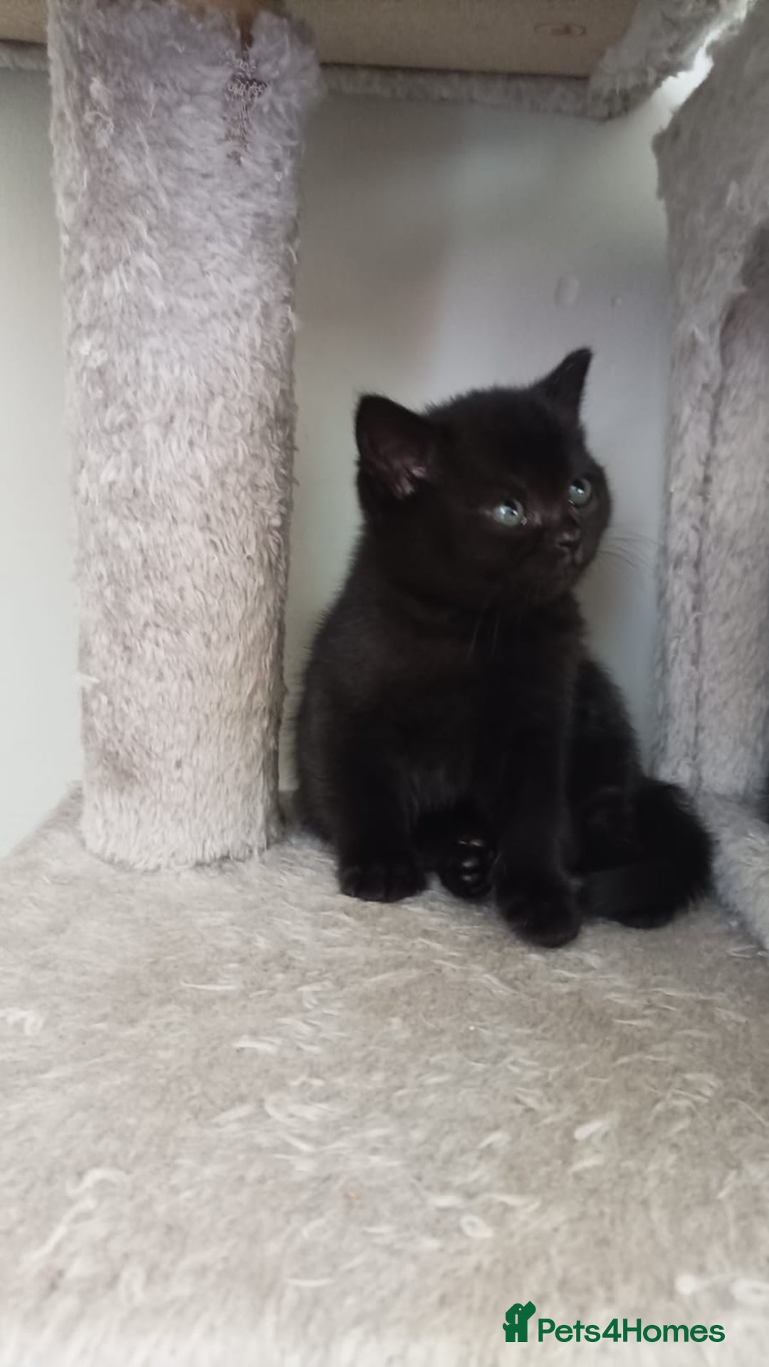 American Shorthair cats for sale: 2 baby girl kittens ready for forever homes - Image 5