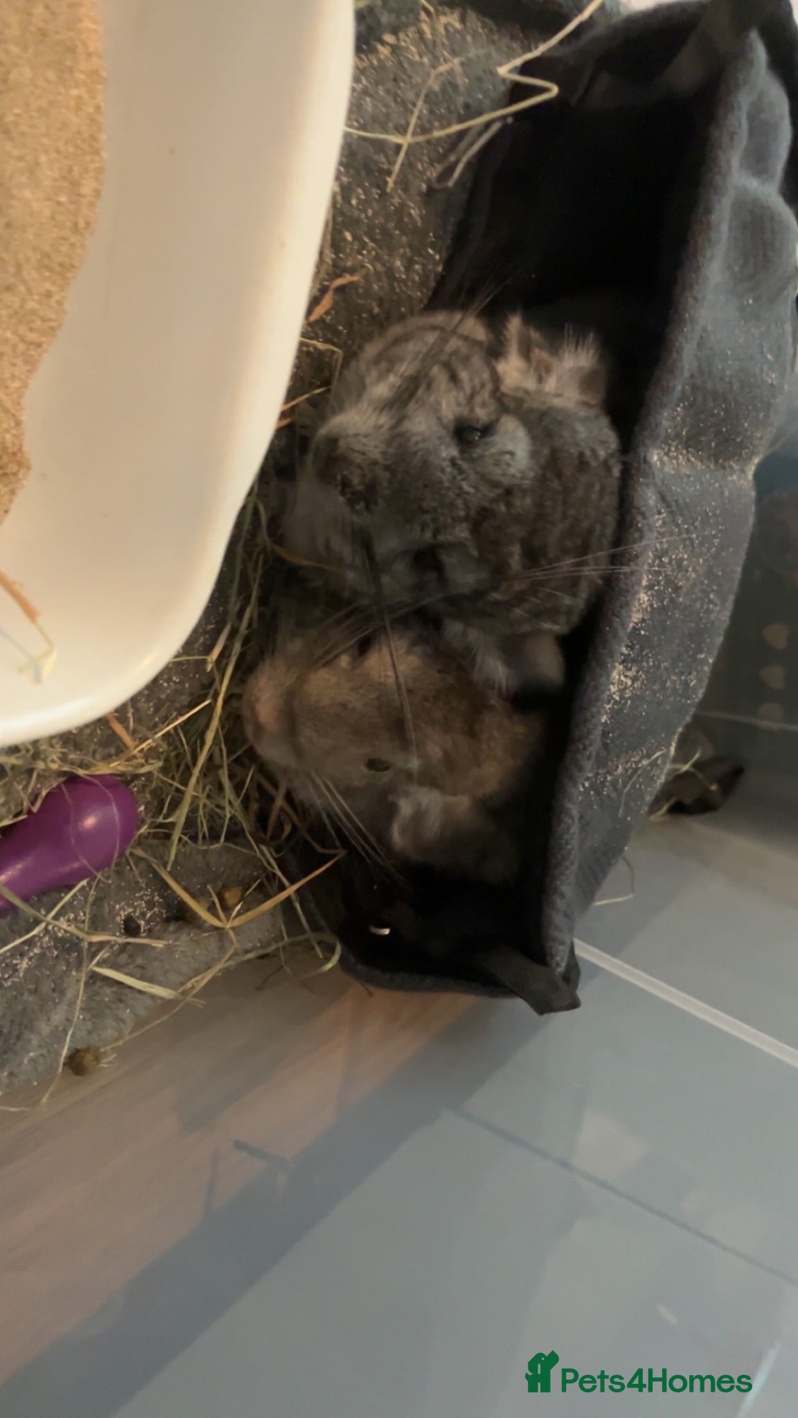 Chinchilla rodents Two female chinchillas - Advert 1