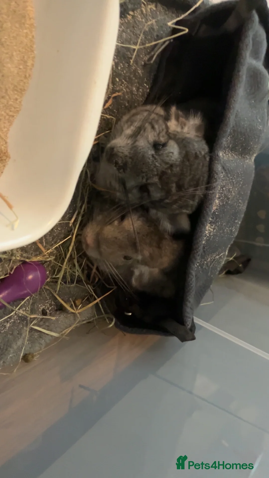 Chinchilla rodents for sale: Two female chinchillas in Doncaster - Advert 1
