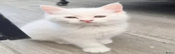 Persian cats for sale: Ready now persian x white girls - Advert 8